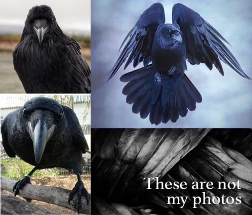 Geometric Raven - image 2 - student project