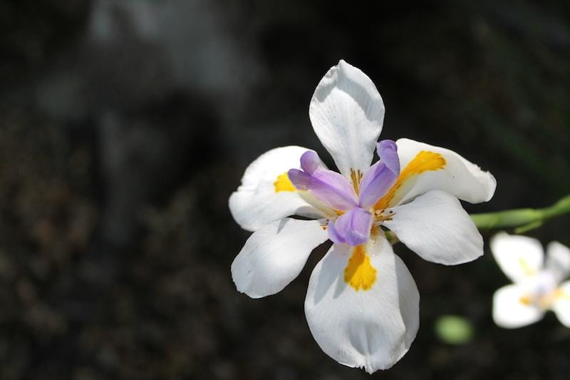 Spring - image 1 - student project