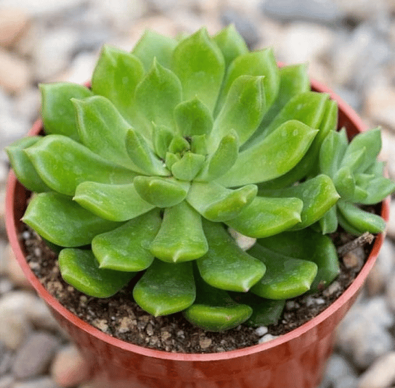 Succulents - image 1 - student project