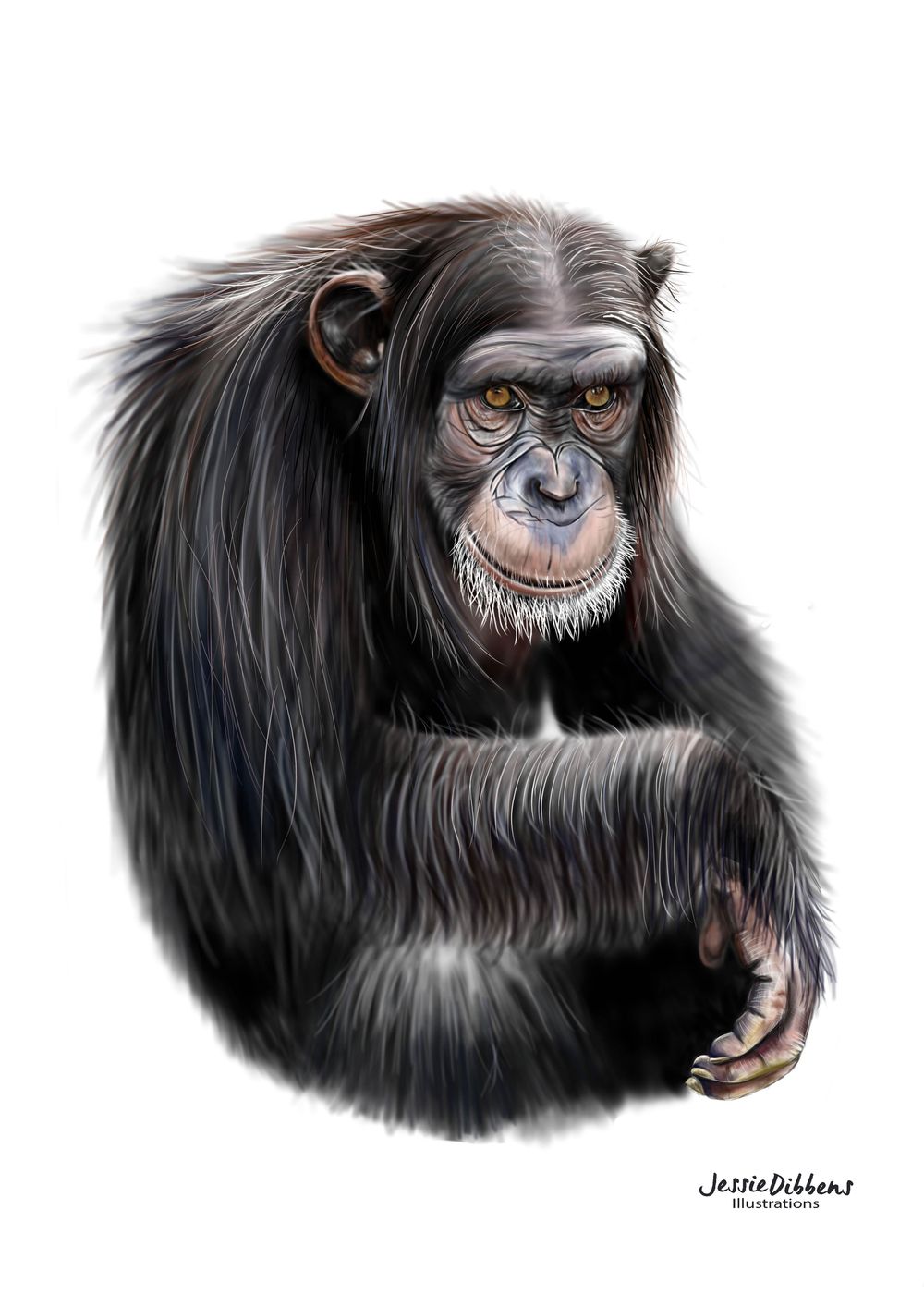 The Primate Project Skillshare Student Project