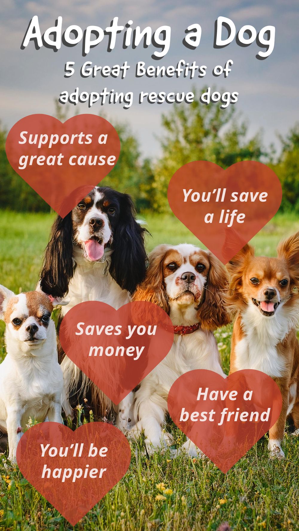 Adopting a Dog - image 1 - student project