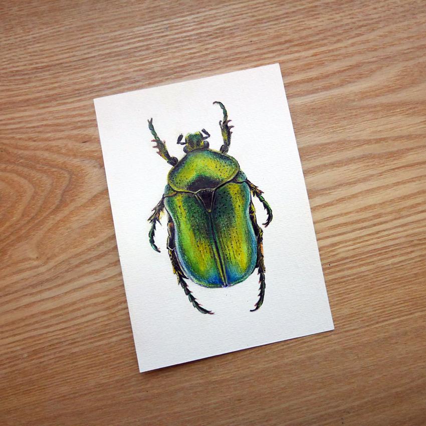 Rose Chafer mixed media drawing - image 4 - student project