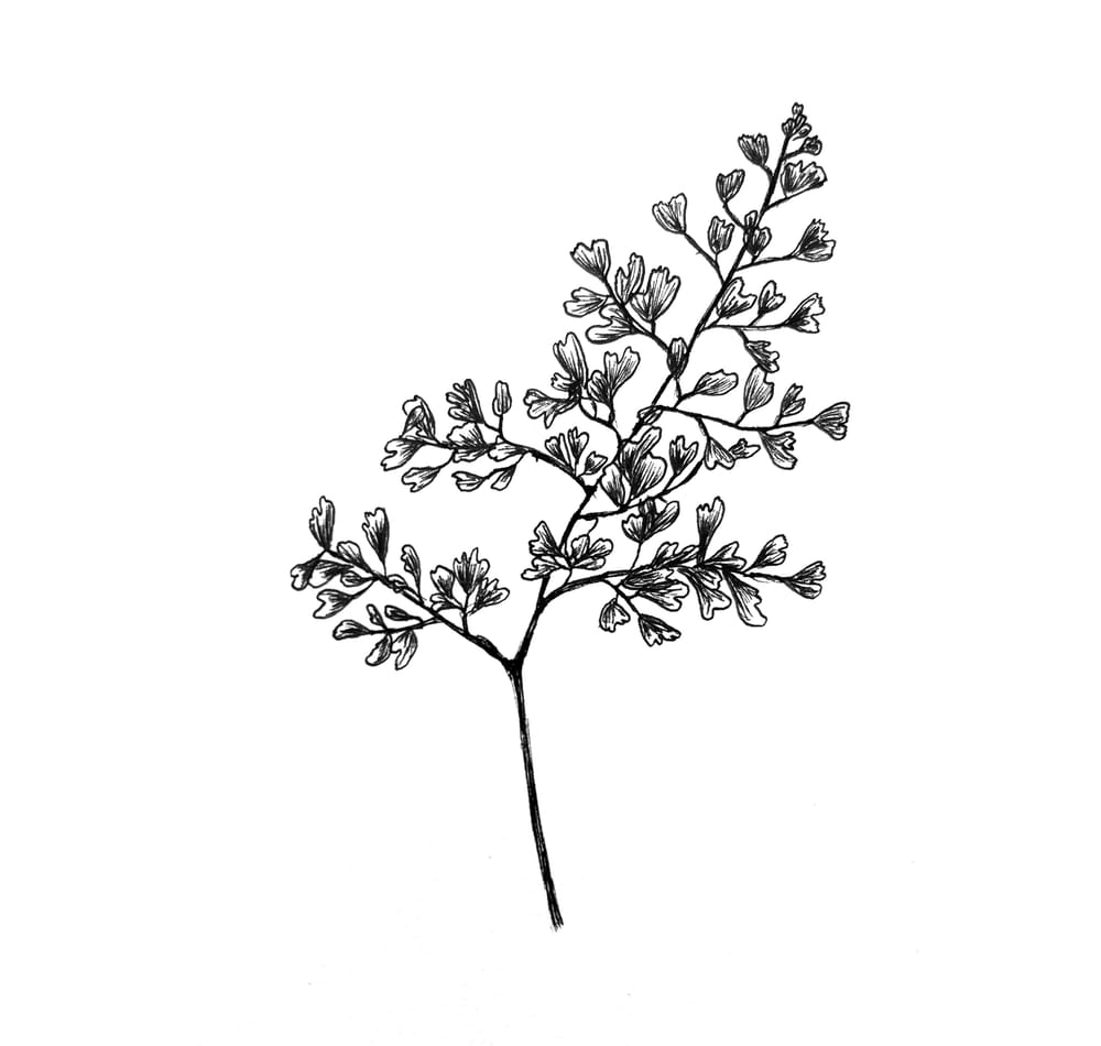 Tropical Leaves - image 4 - student project