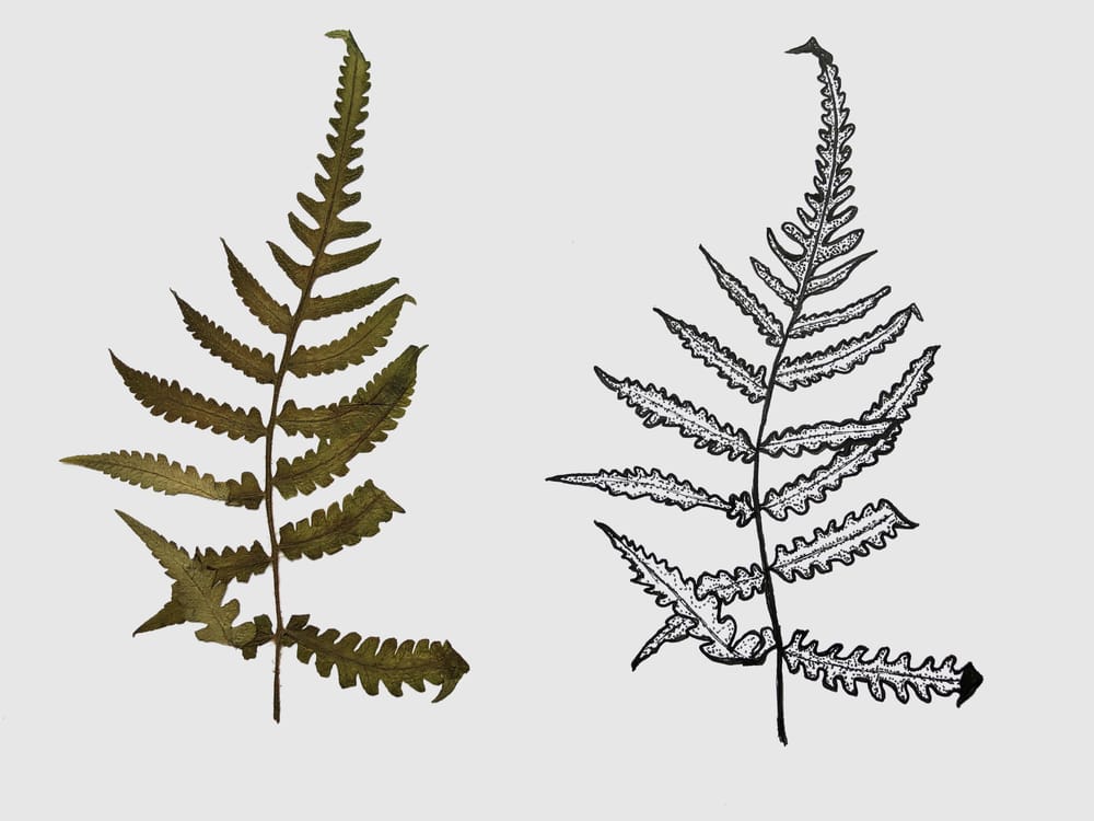 Tropical Leaves - image 1 - student project