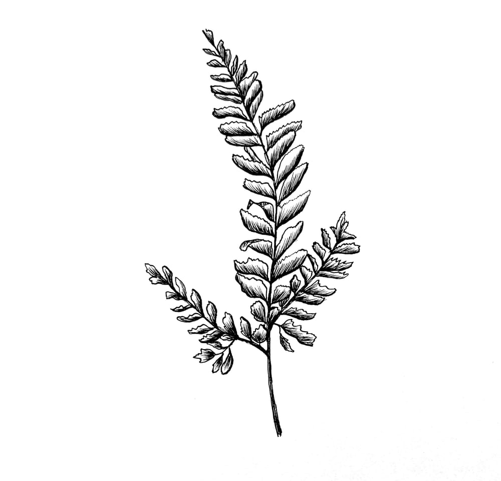 Tropical Leaves - image 2 - student project