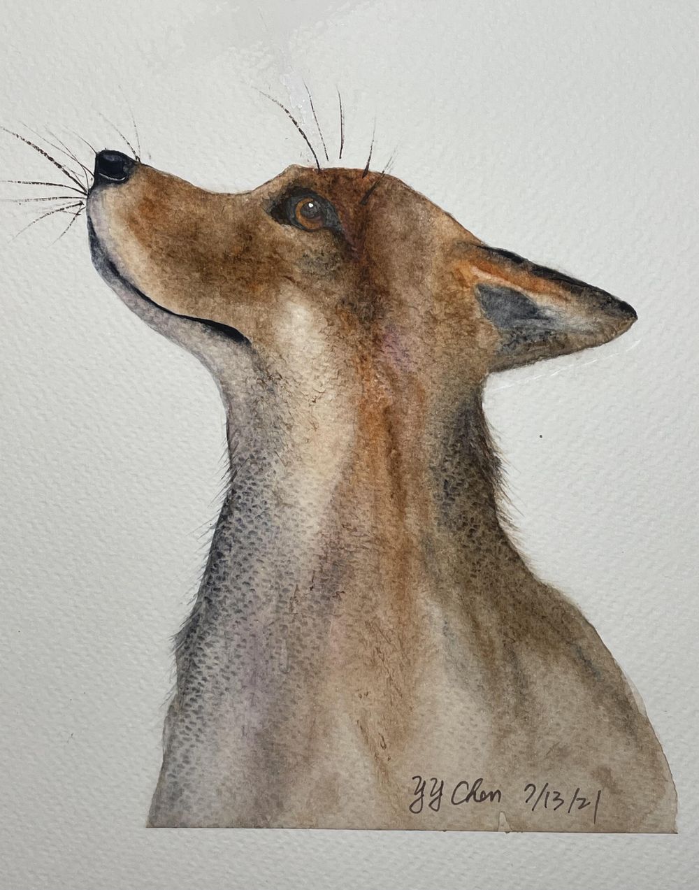 Fox - image 1 - student project
