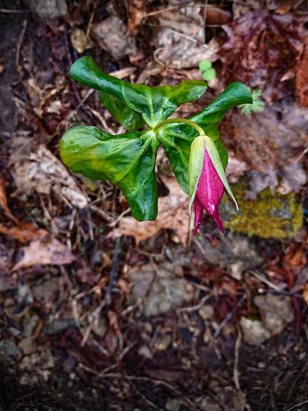 Pretty nature - image 2 - student project