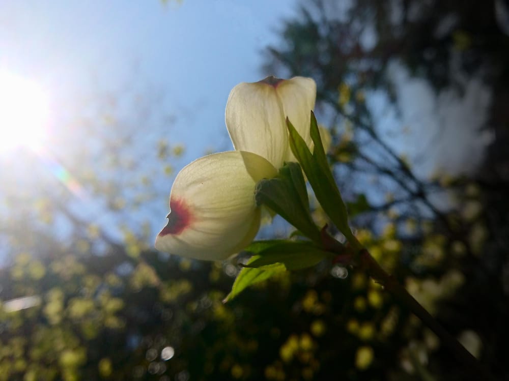 Pretty nature - image 4 - student project