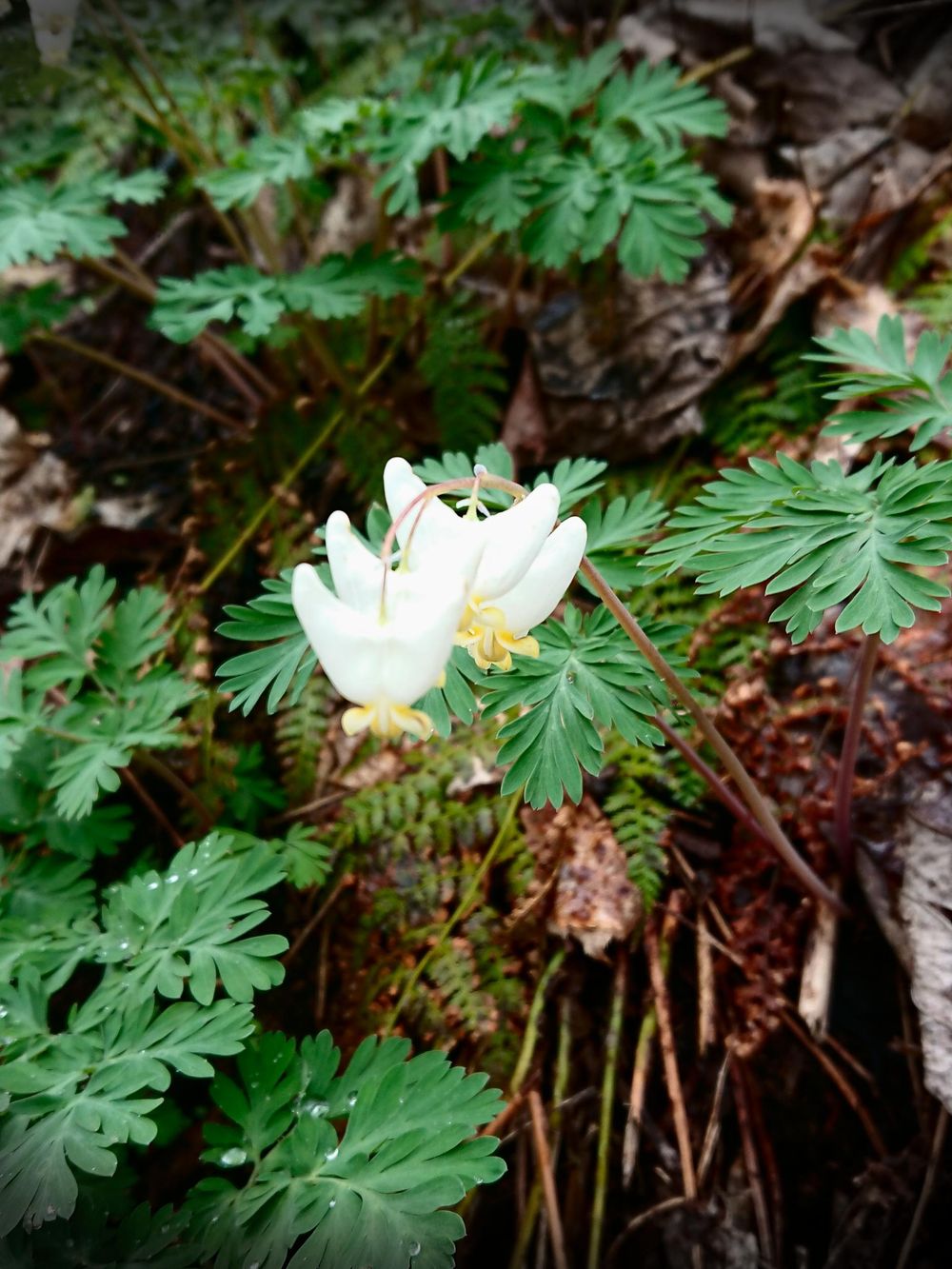 Pretty nature - image 1 - student project