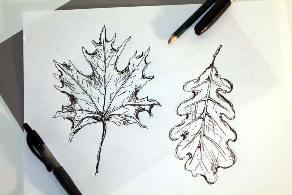 How to Draw Leaves - image 1 - student project