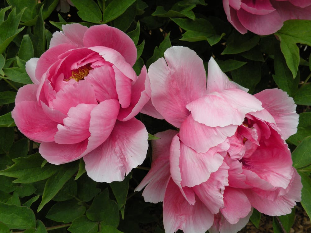Peony Drawing - image 1 - student project