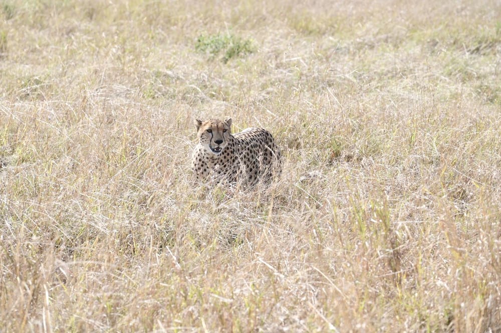 Wild - image 9 - student project