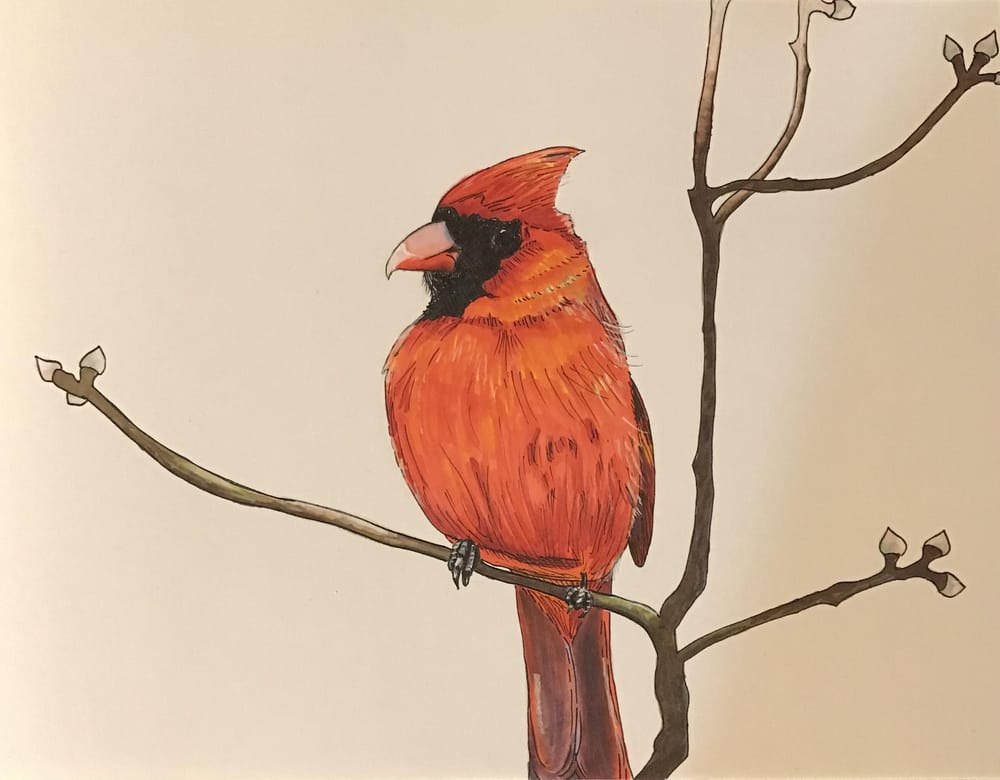 Cardinal Marker/Pen | Skillshare Student Project
