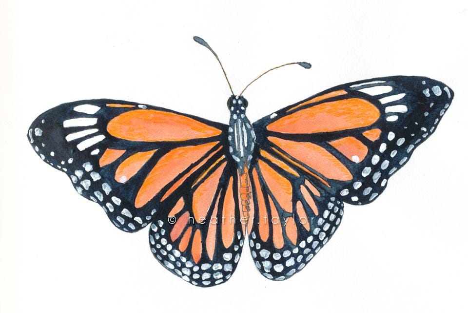 Monarch - image 3 - student project