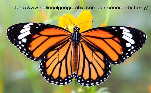 Monarch - image 1 - student project