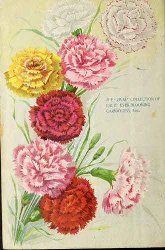 Mother's Day card and Book cover - image 1 - student project