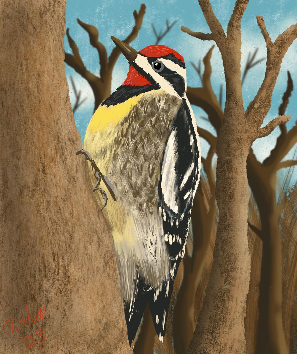 Yellow-bellied Sapsucker - image 1 - student project