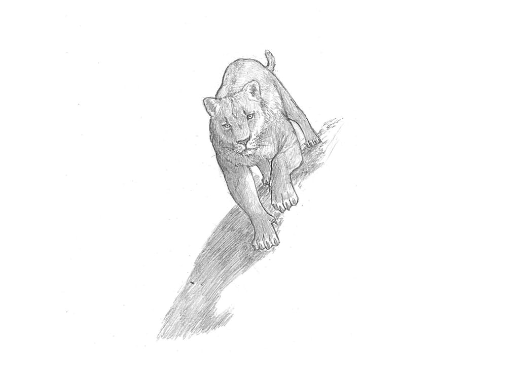 Project: Animal Drawing - image 3 - student project