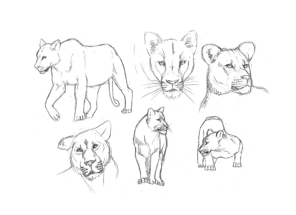 Project: Animal Drawing - image 2 - student project