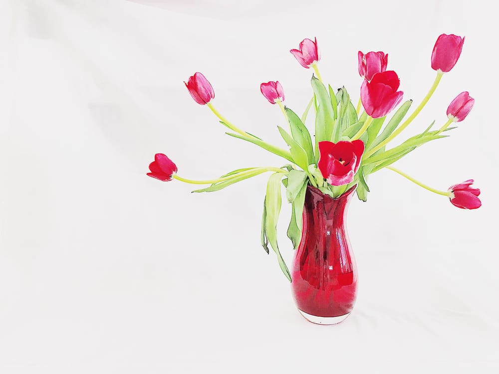 Red Tulips - image 3 - student project
