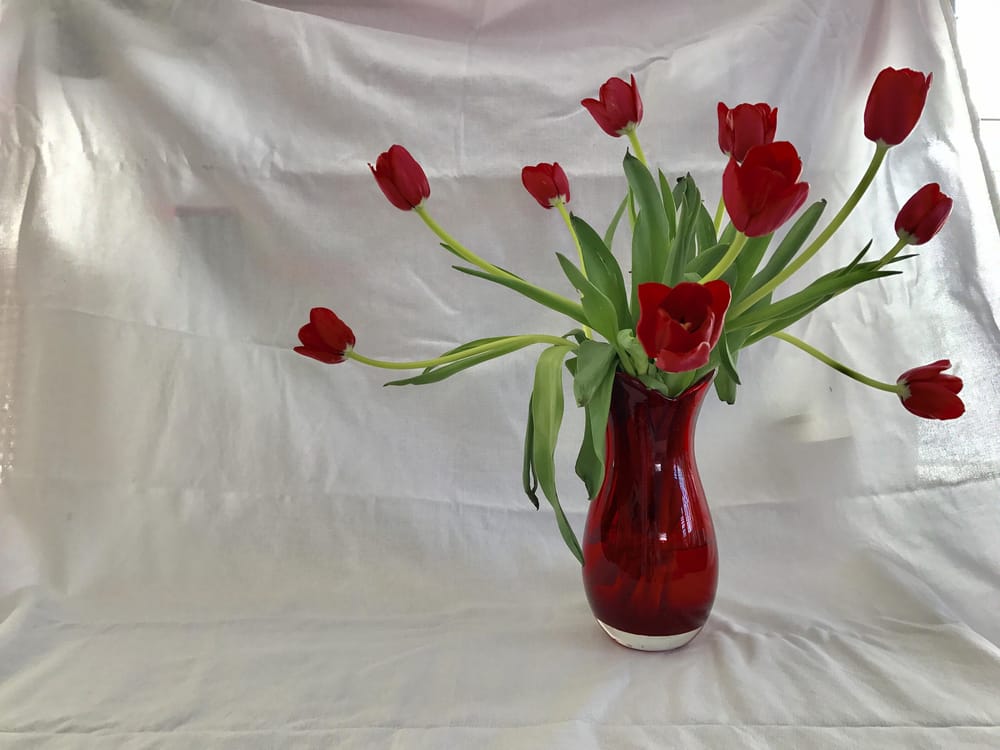 Red Tulips - image 1 - student project