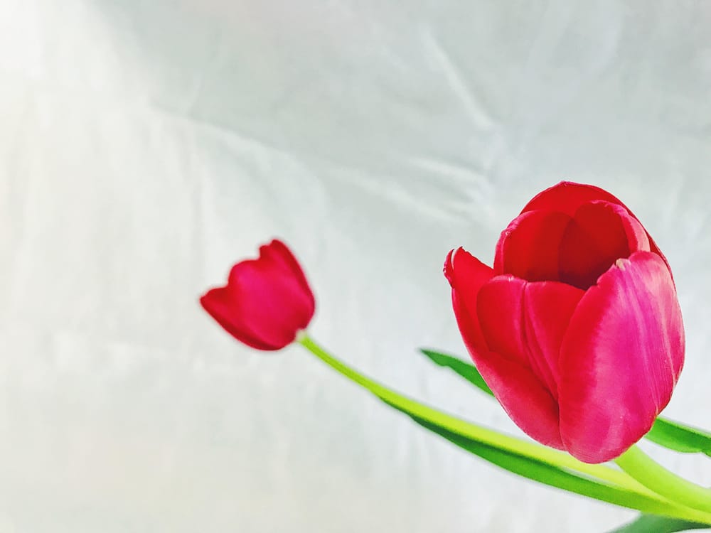Red Tulips - image 4 - student project