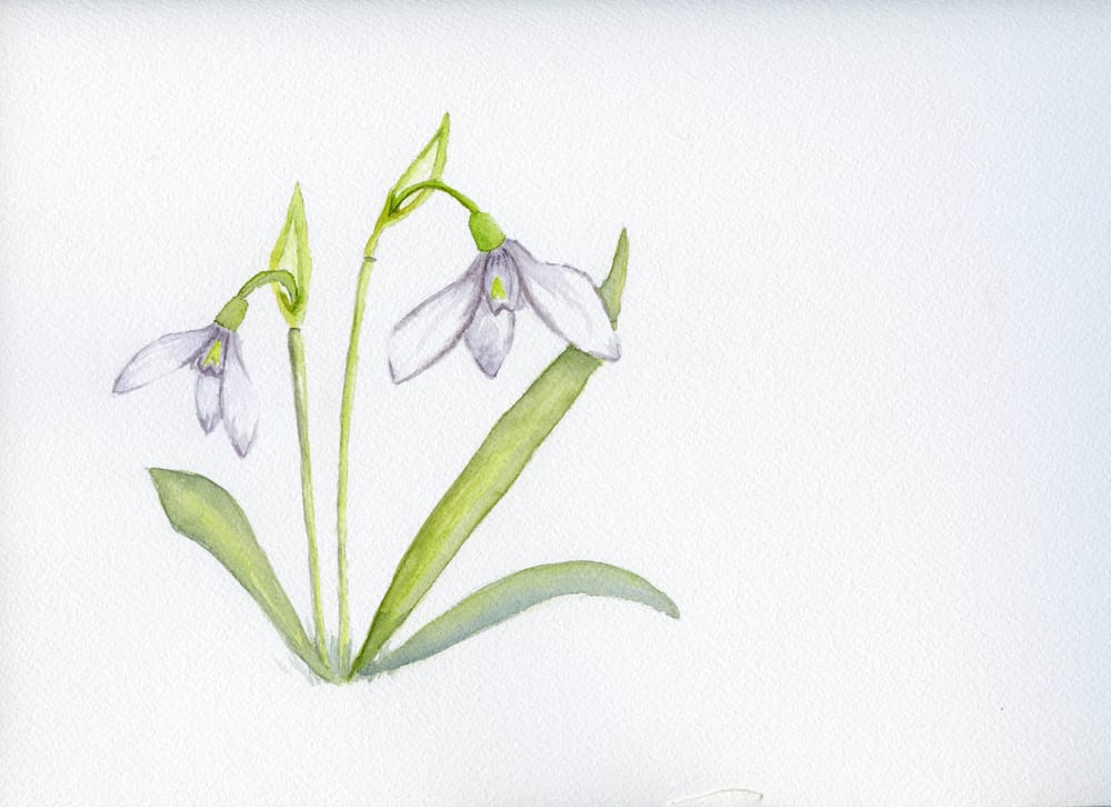 Exploring white and green - image 2 - student project