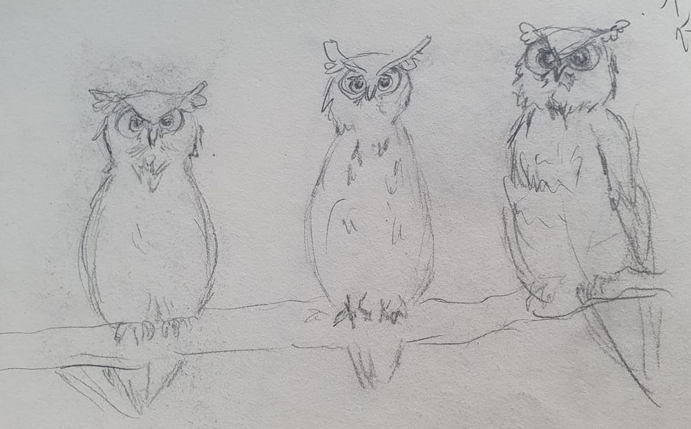 Cute owls in ink and pencil :) - image 1 - student project