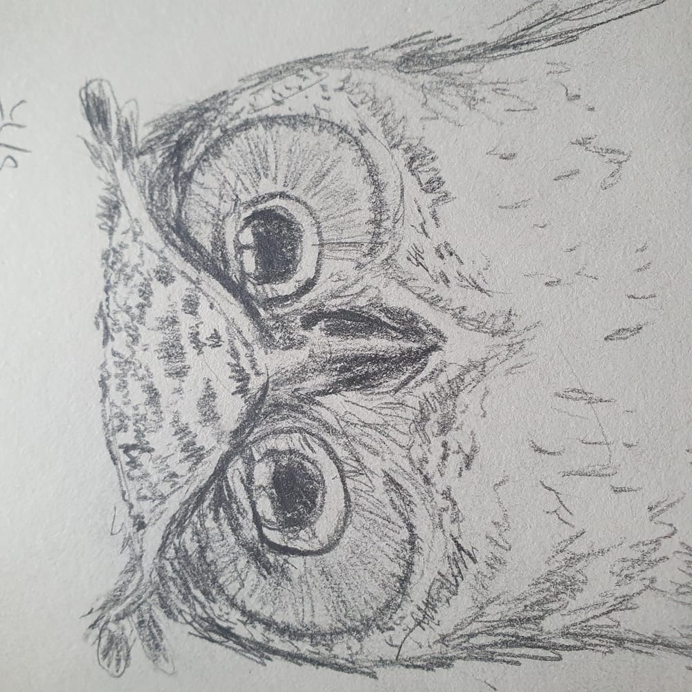 Cute owls in ink and pencil :) - image 4 - student project