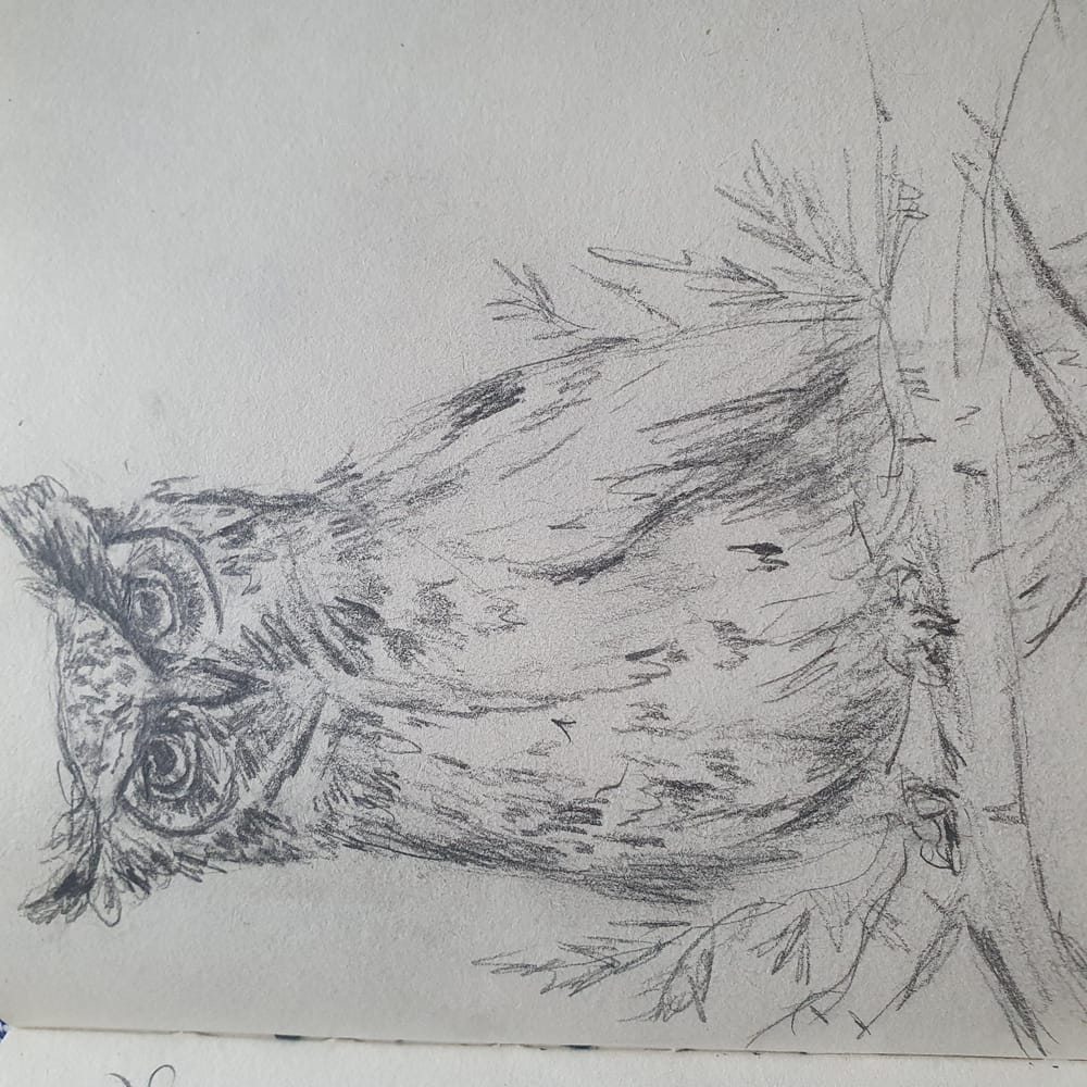 Cute owls in ink and pencil :) - image 3 - student project