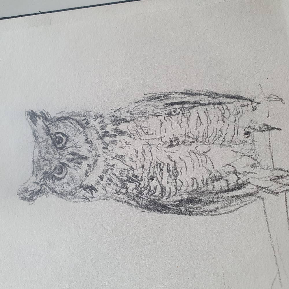 Cute owls in ink and pencil :) - image 2 - student project