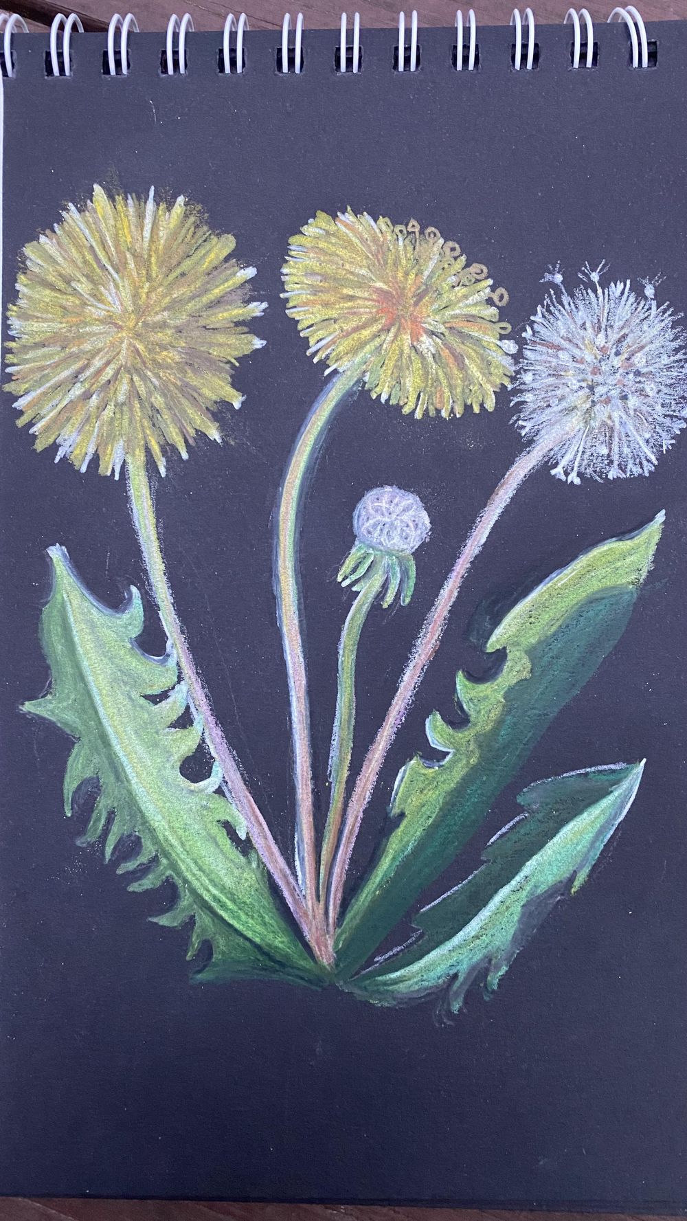A Day with Dandelions (and Kendyll) - image 3 - student project