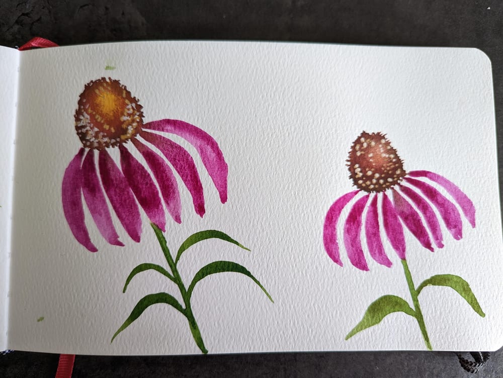 Coneflower - image 2 - student project