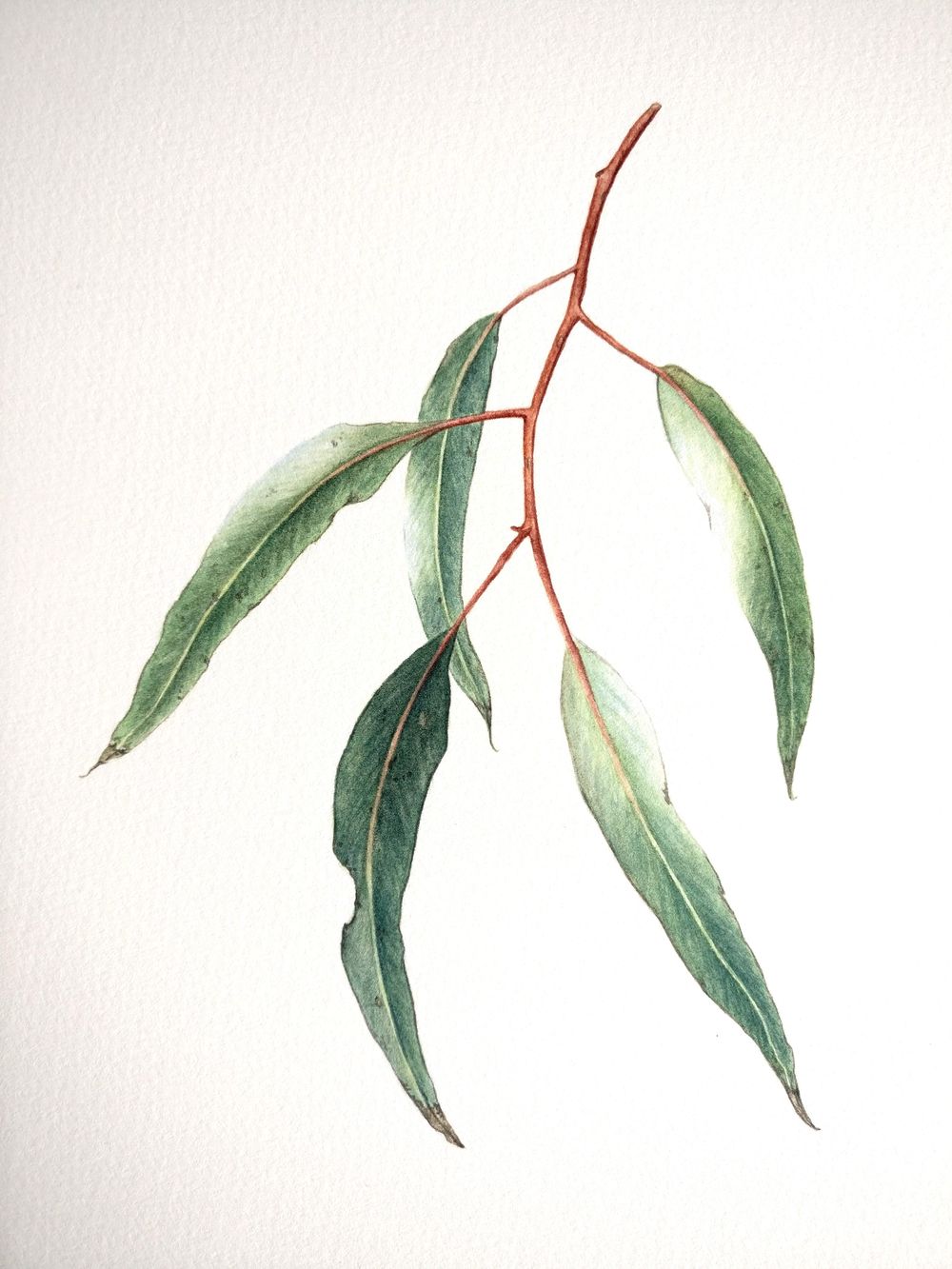 Eucalyptus leaves - image 3 - student project