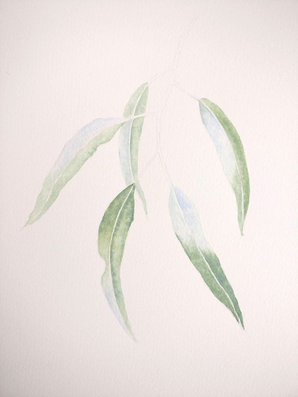 Eucalyptus leaves - image 1 - student project