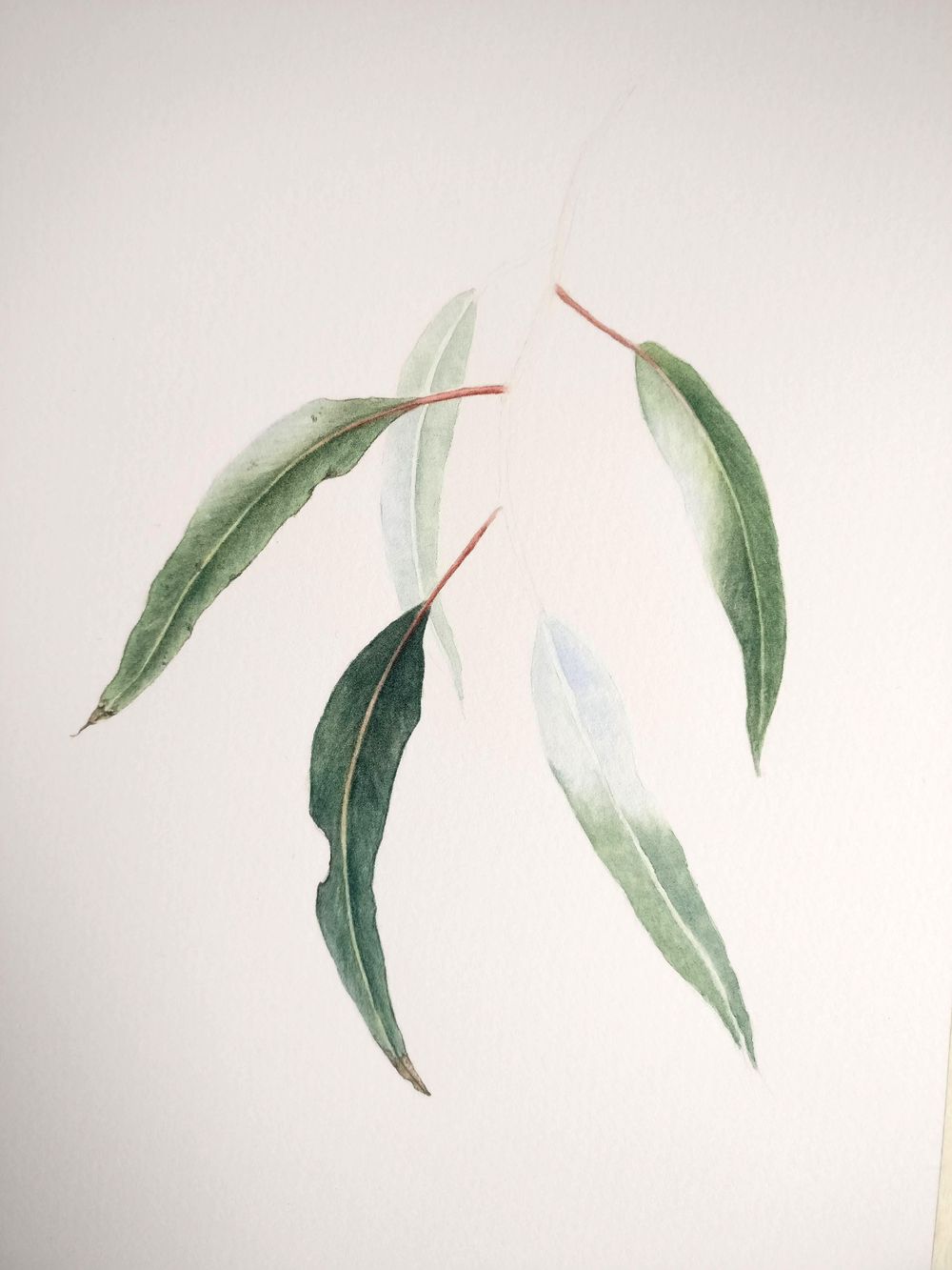 Eucalyptus leaves - image 2 - student project