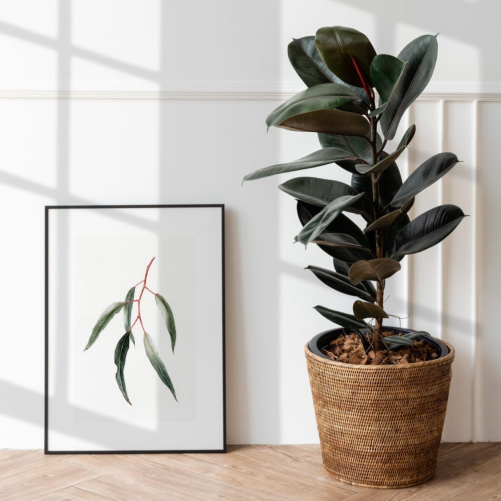 Eucalyptus leaves - image 4 - student project