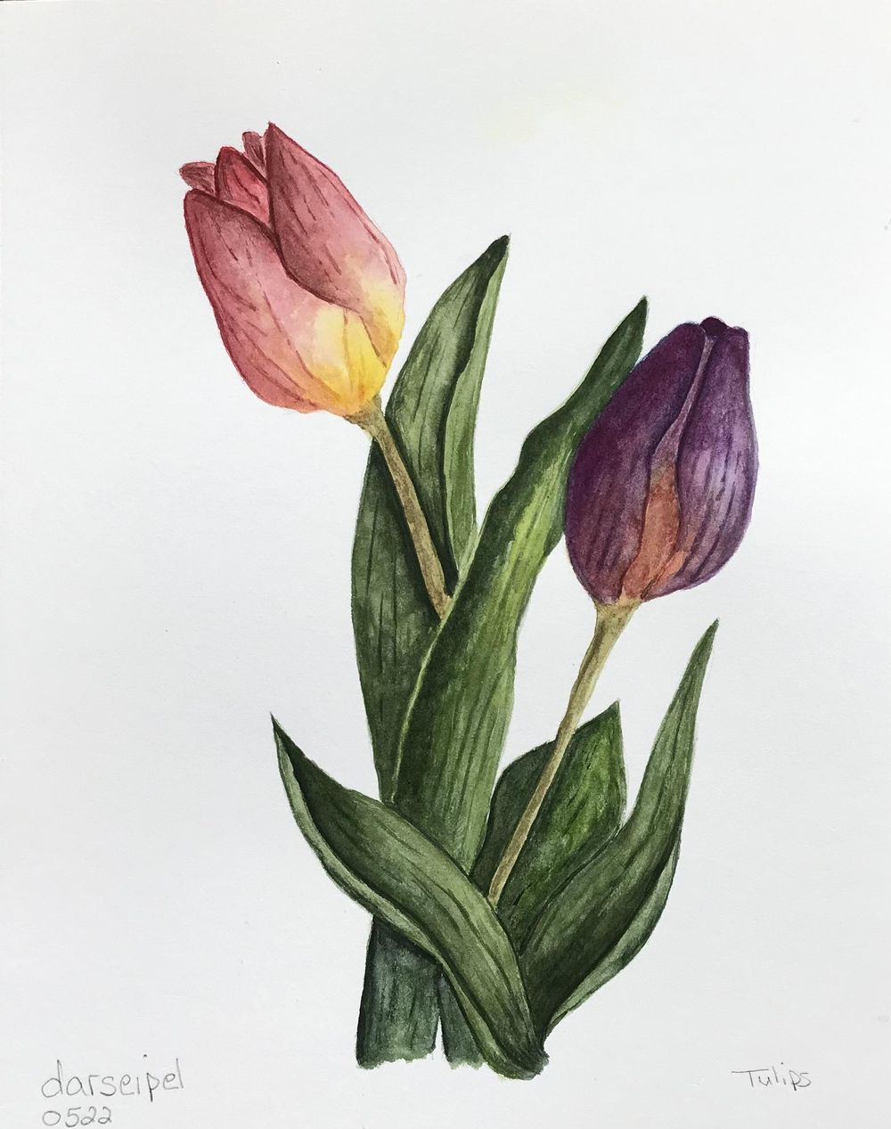 Simple Tulips - revised - image 1 - student project