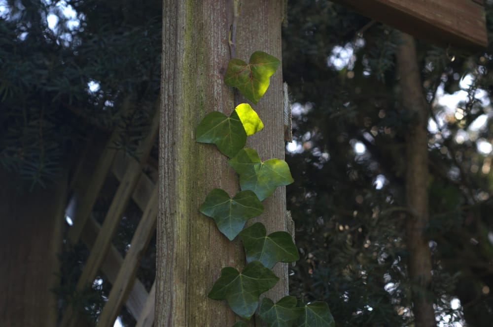 Ivy - image 1 - student project