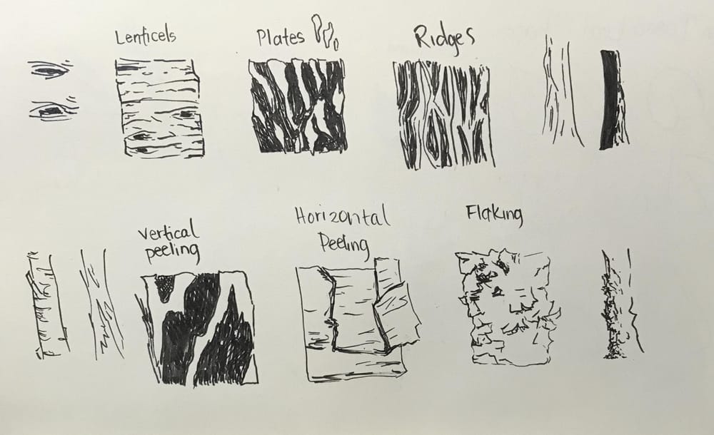 Trees - image 1 - student project