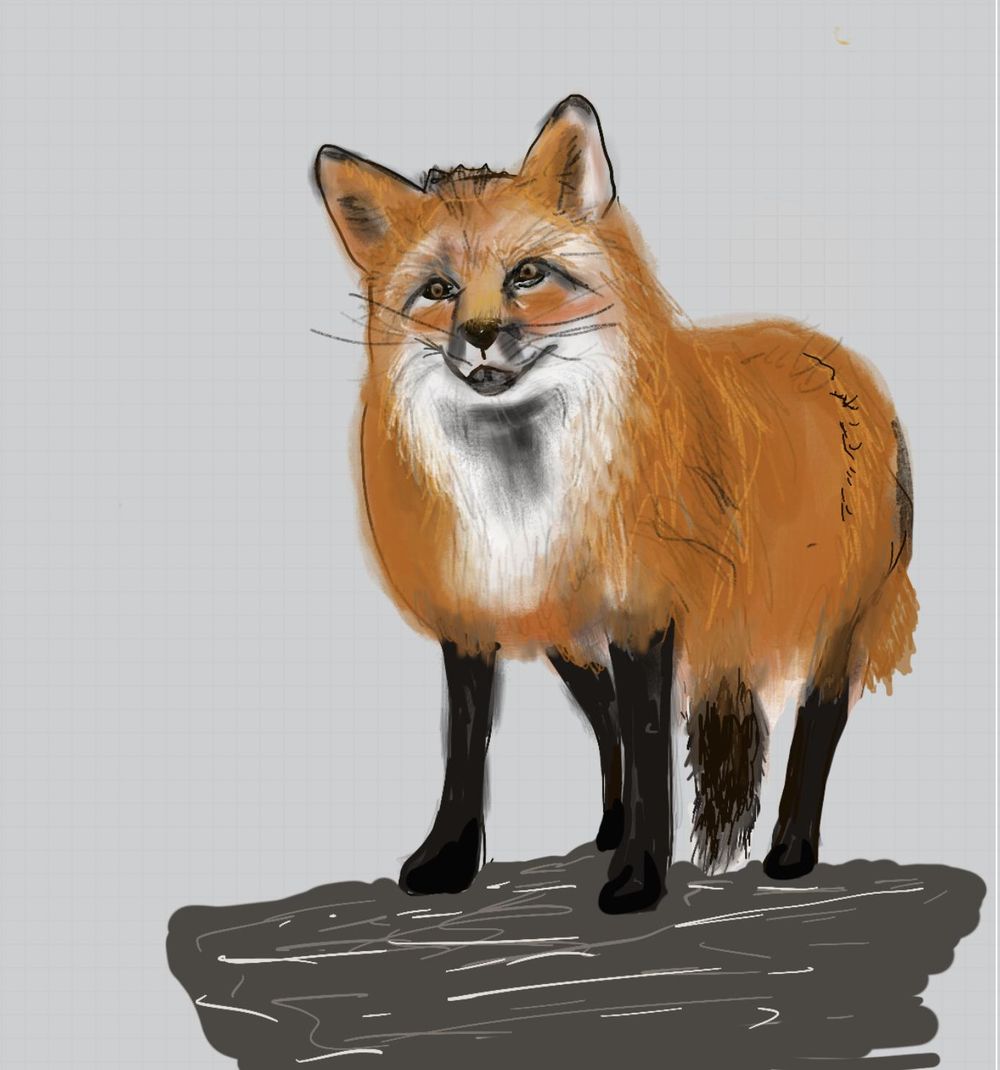 Fox using the Shape Method - image 1 - student project