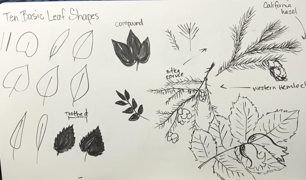 Trees - image 2 - student project