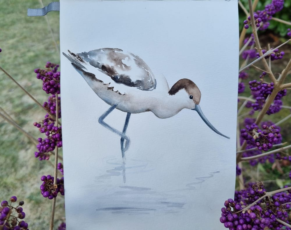 Avocet - Säbelschnäbler - image 1 - student project