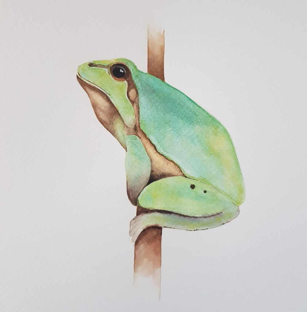 Laubfrosch - image 1 - student project