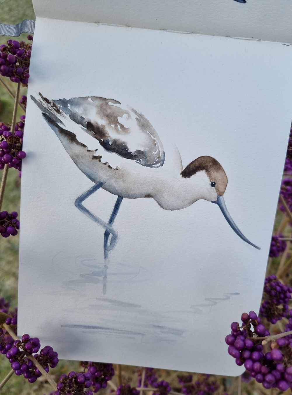 Avocet - Säbelschnäbler - image 2 - student project