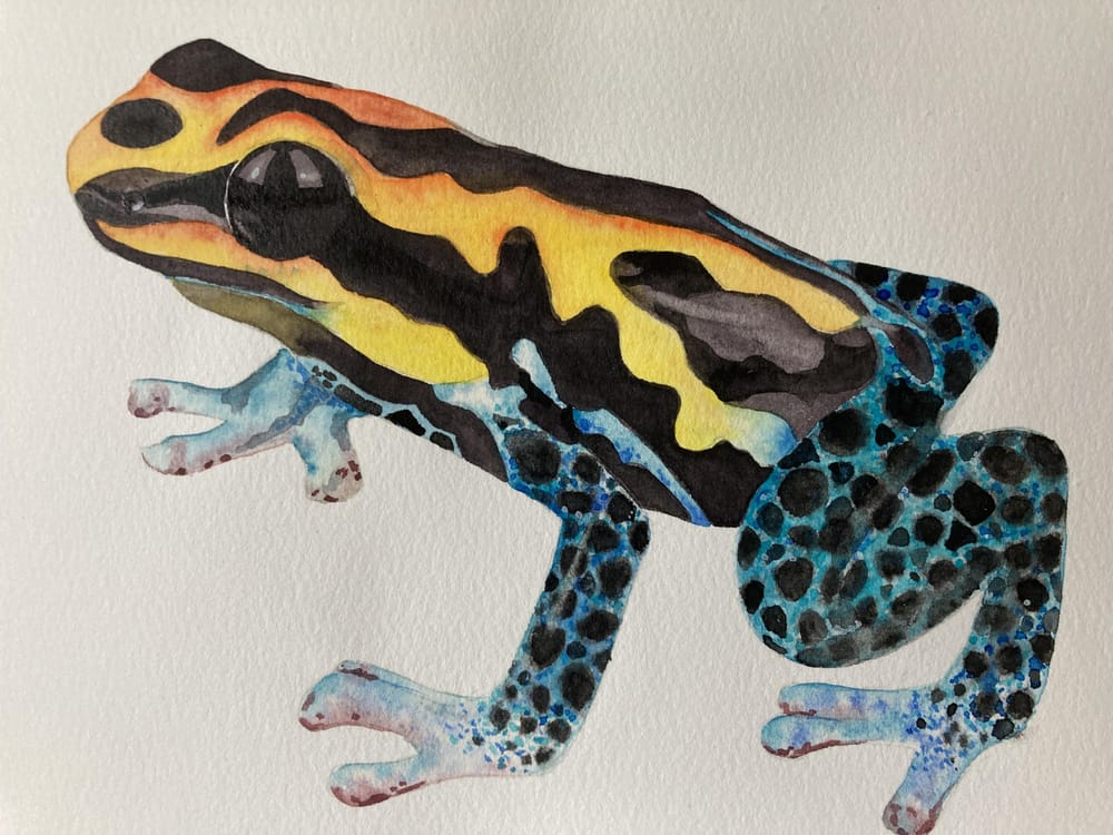 Laubfrosch - image 2 - student project