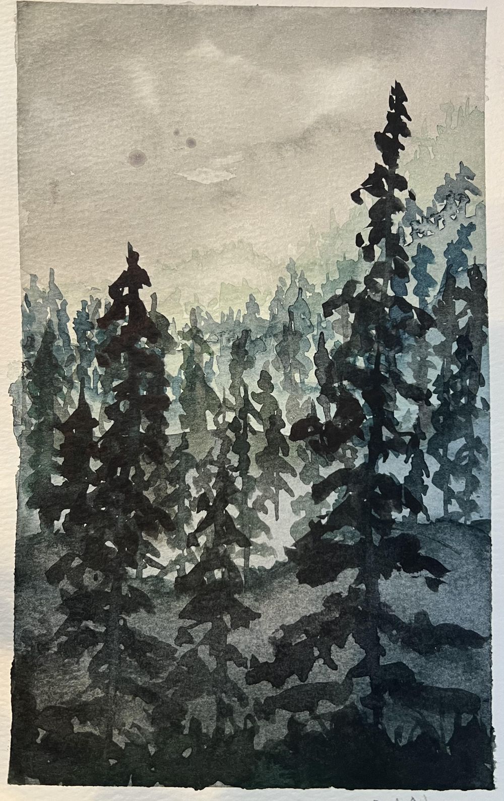 Amber - forests and trees - image 2 - student project