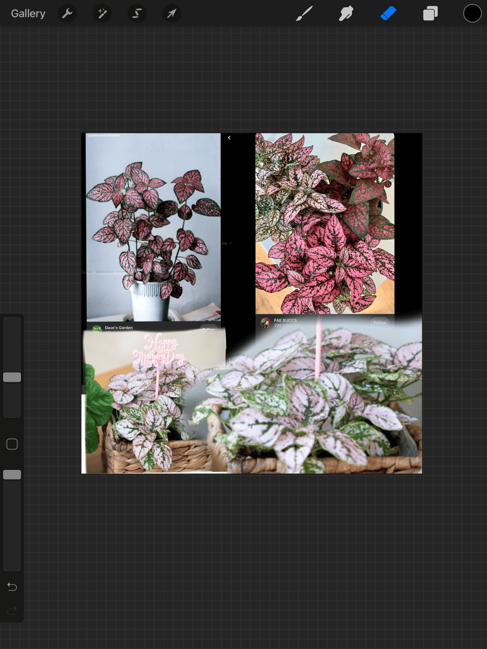 Cats and plants! - image 7 - student project
