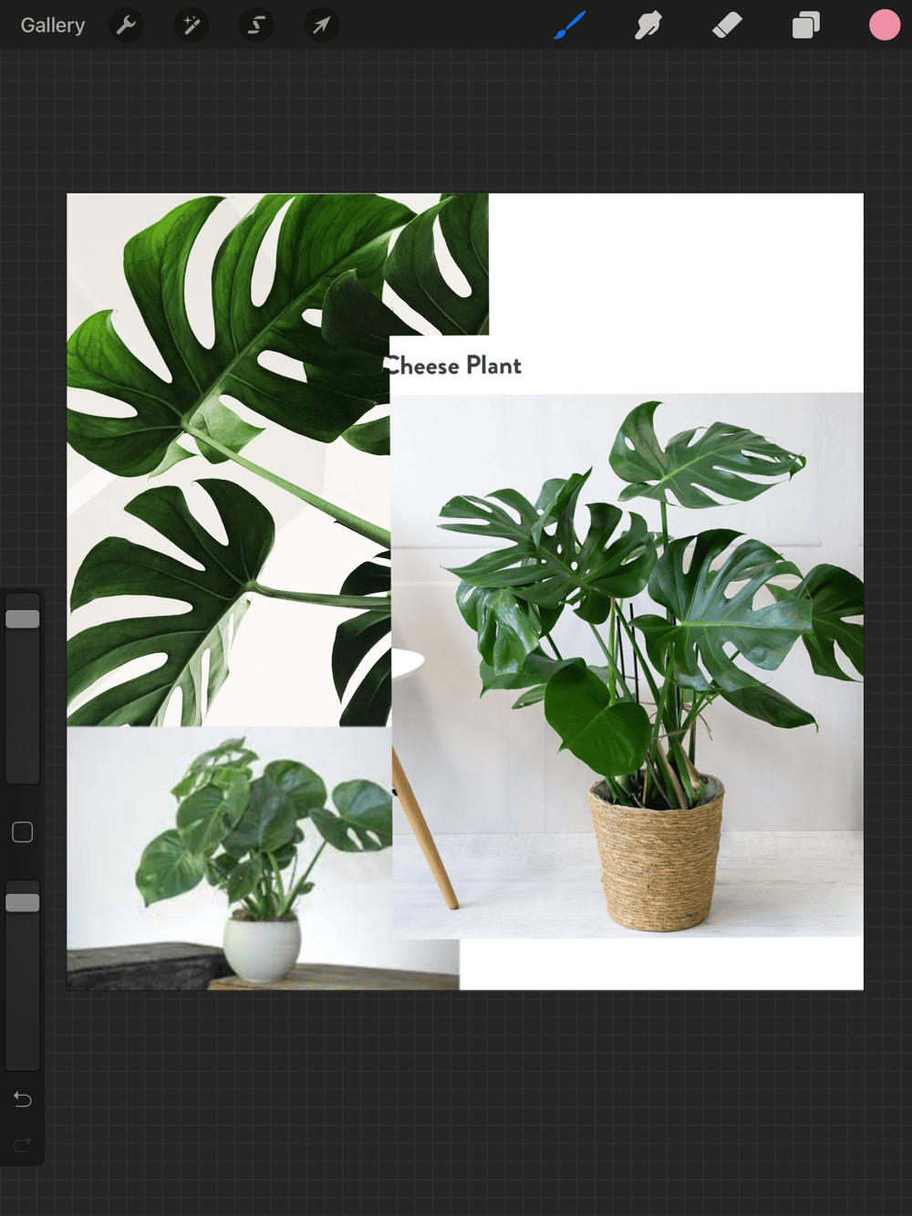 Cats and plants! - image 5 - student project