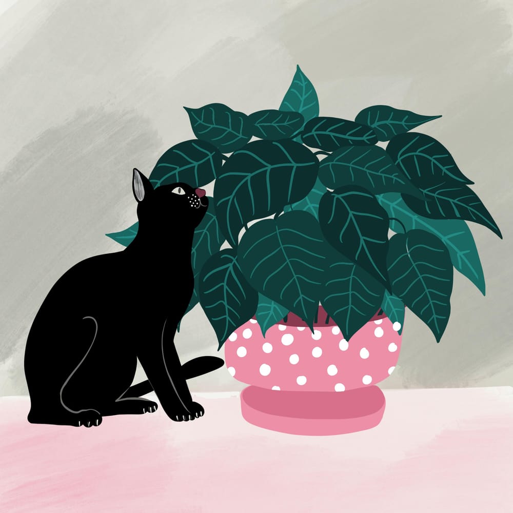 Cats and plants! - image 2 - student project